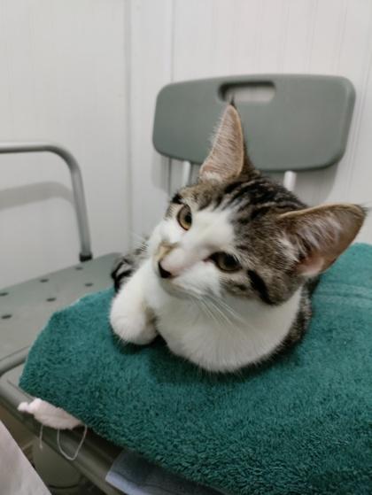 Cleocatra, Adoptable, Young Female Domestic Short Hair & Domestic Short Hair.