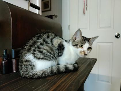 Enlarge Cleocatra, a Adoptable mixed breed in Wilkesboro, NC image 2/3