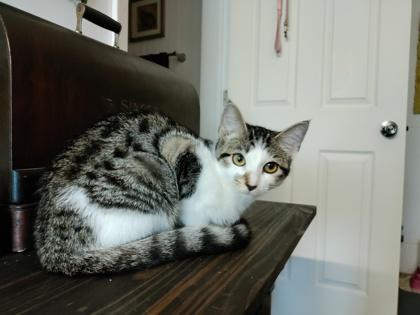 Enlarge Cleocatra, a Adoptable mixed breed in Wilkesboro, NC image 3/3