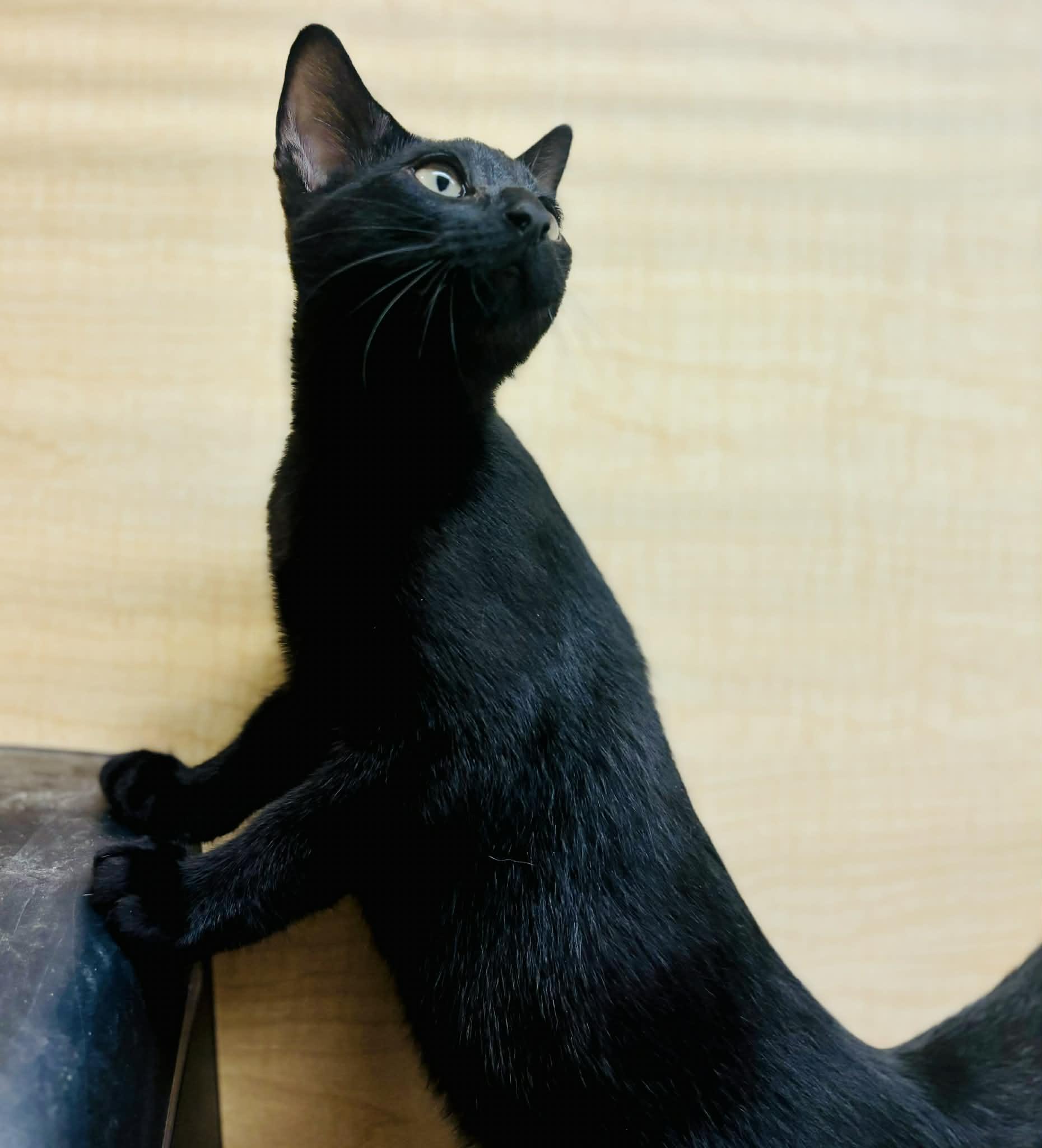 Applejack, ADOPTABLE, Young Male Domestic Short Hair.