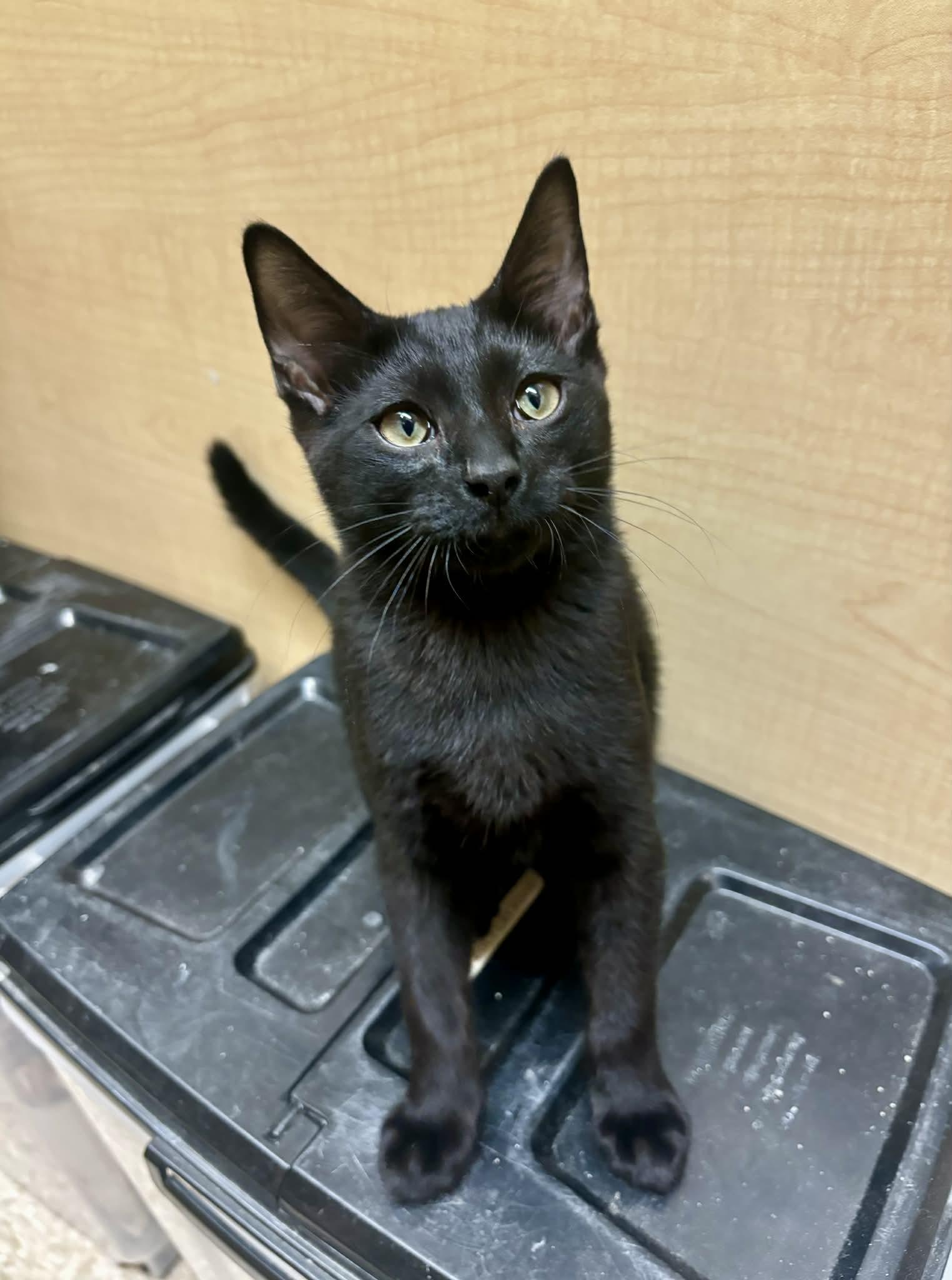Enlarge Applejack, a ADOPTABLE Domestic Short Hair in Mansfield, TX image 2/2