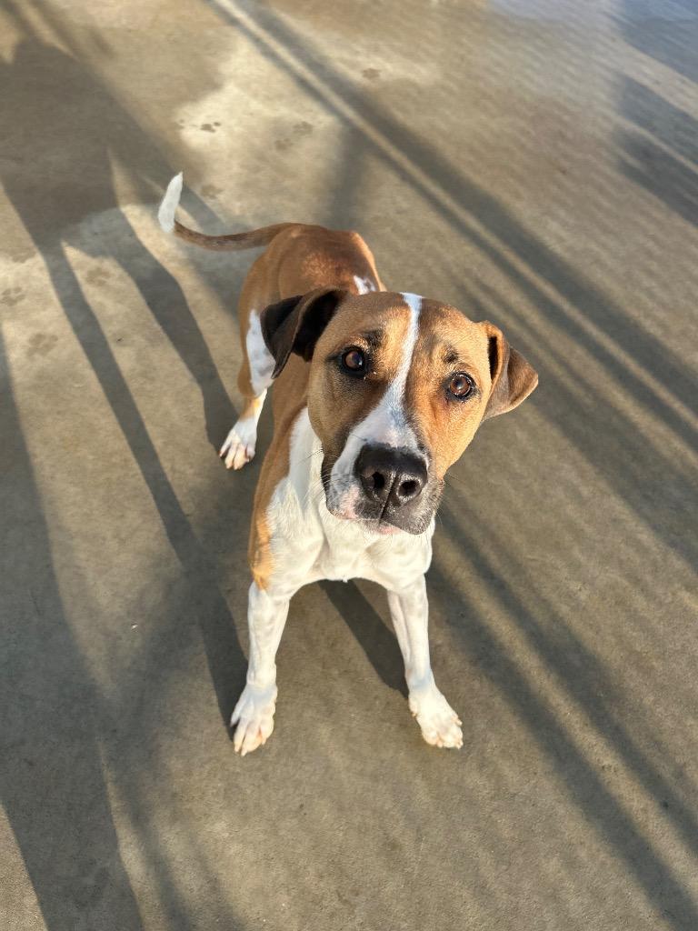 Dru/Baby, Adoptable, Young Female Pointer.