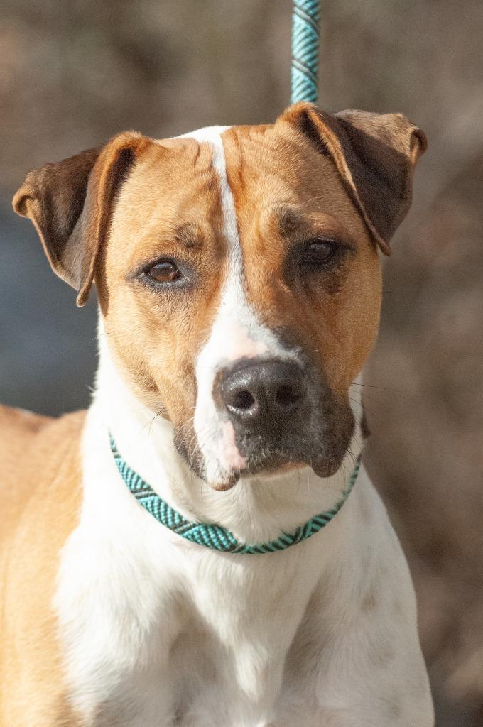 Dru/Baby, a Adoptable mixed breed in Johnson City, TN image 2/4