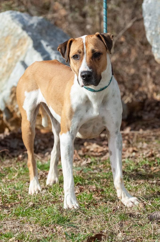 Dru/Baby, a Adoptable mixed breed in Johnson City, TN image 3/4