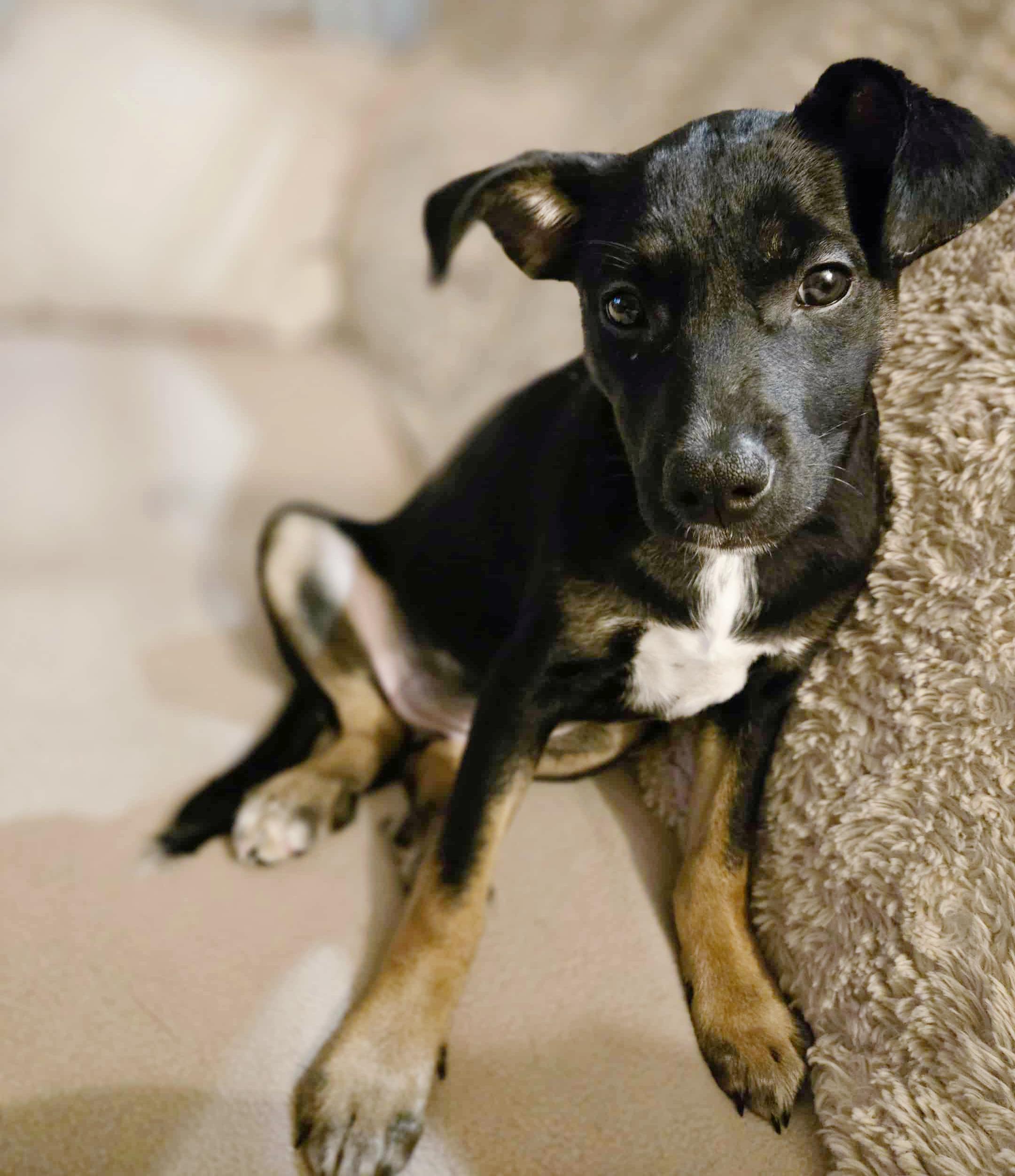 Roma (Italy litter), a Adoptable mixed breed image 1/6