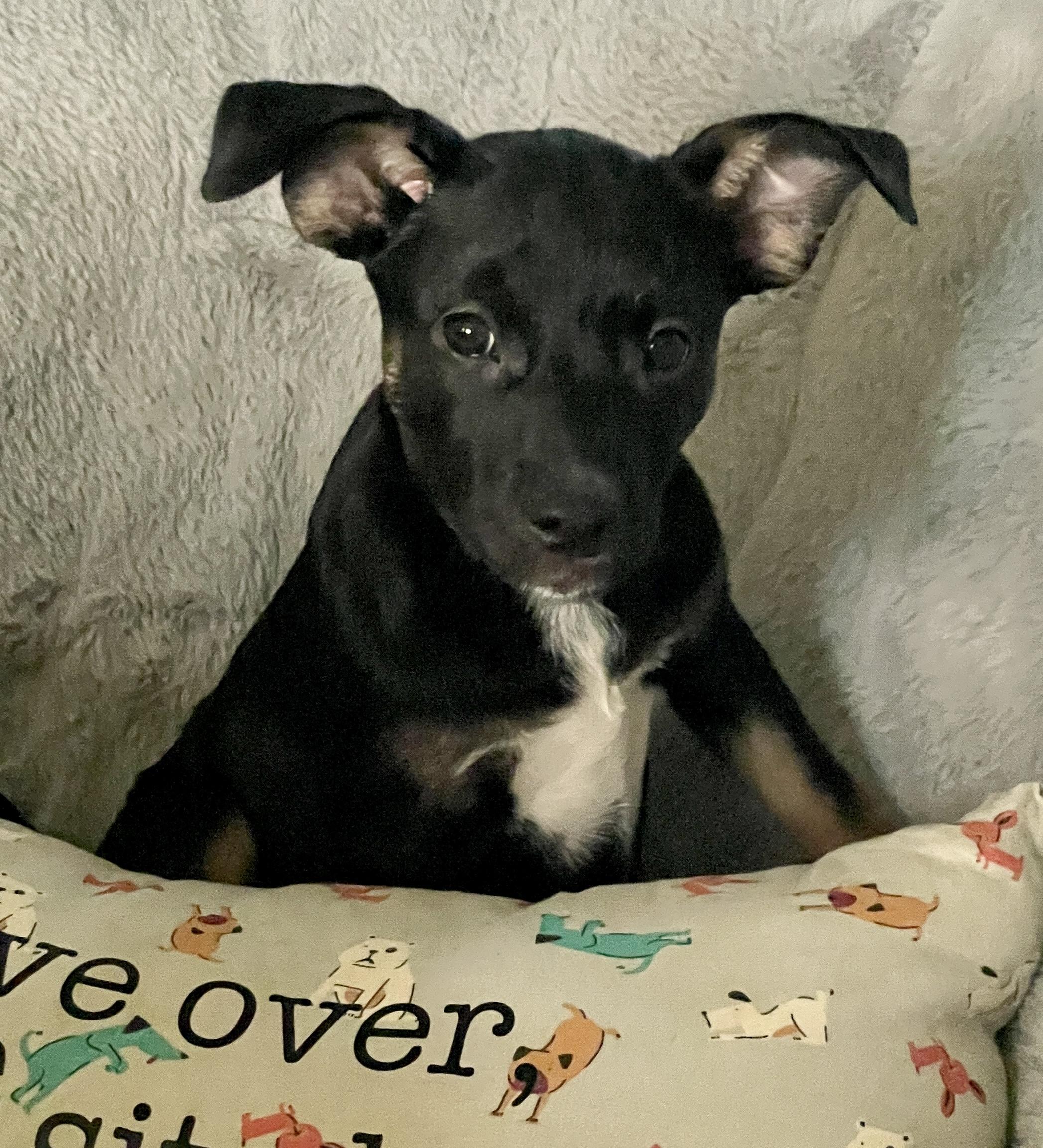 Roma (Italy litter), a Adoptable mixed breed image 3/6