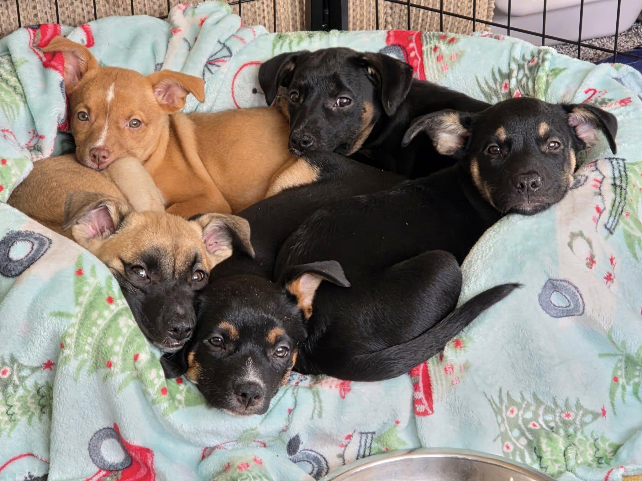 Roma (Italy litter), a Adoptable mixed breed image 5/6