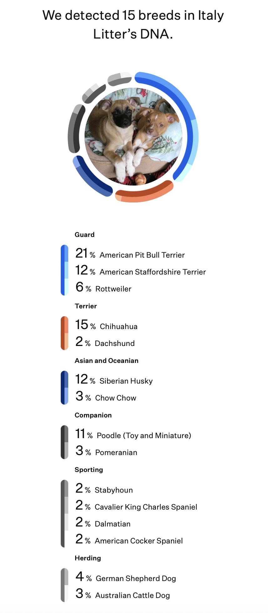 Roma (Italy litter), a Adoptable mixed breed image 6/6