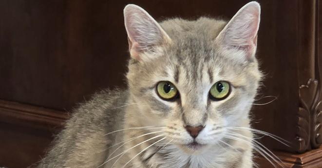 Enlarge Starr, a Adoptable mixed breed in Pittstown, NJ image 2/3