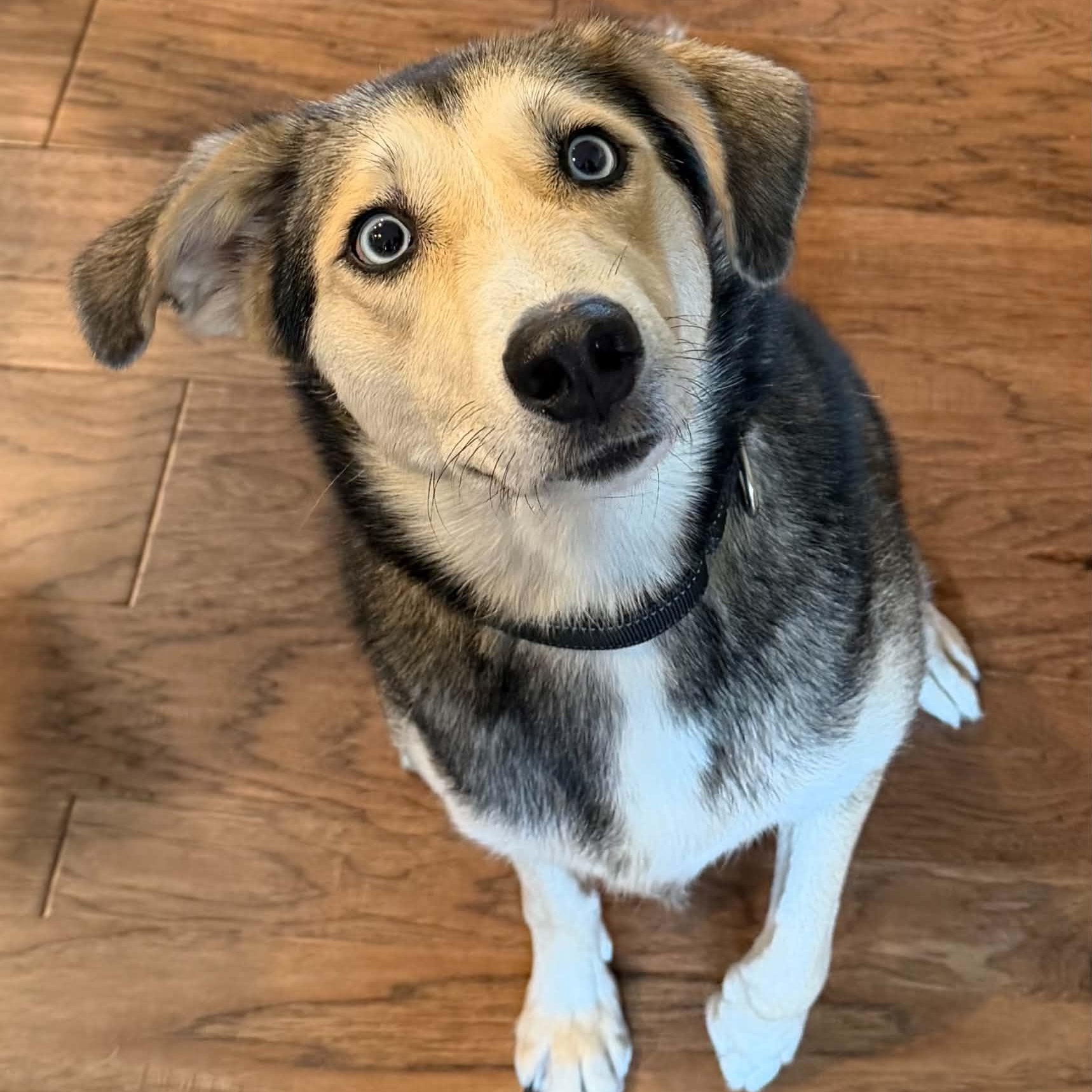 Enlarge CALLY, a Adoptable mixed breed in Largo, FL image 1/6