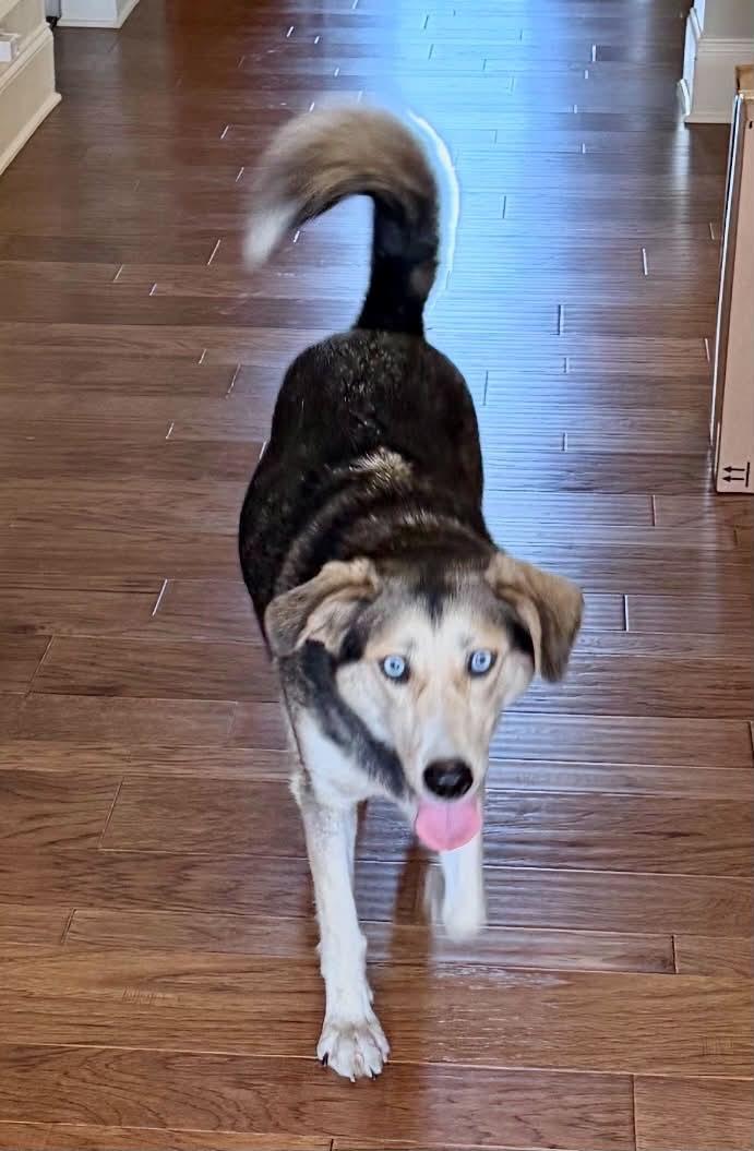 Enlarge CALLY, a Adoptable mixed breed in Largo, FL image 4/6
