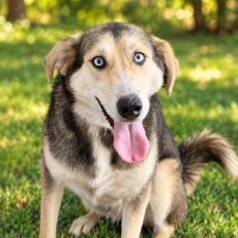Enlarge CALLY, a Adoptable mixed breed in Largo, FL image 2/6