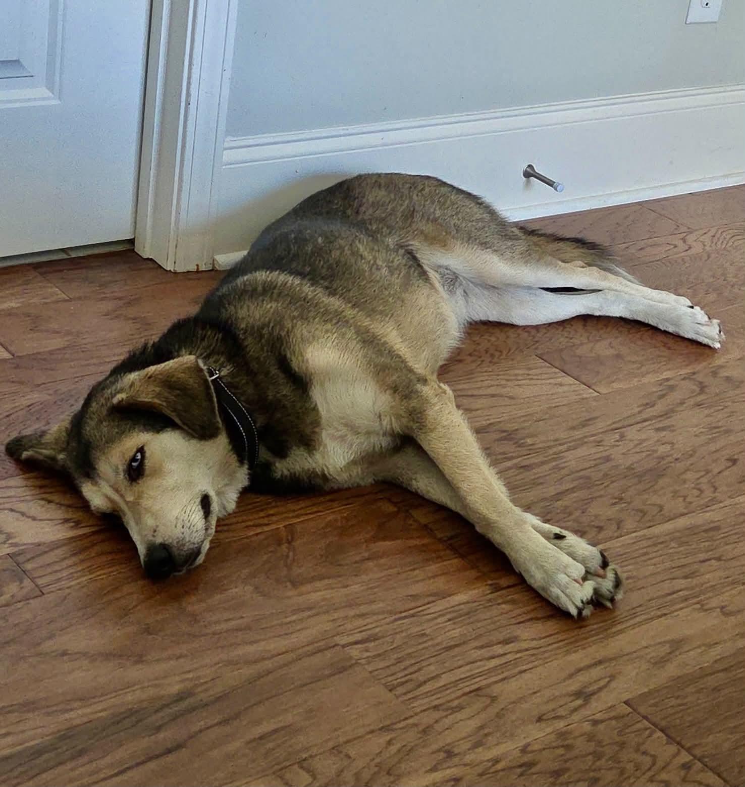 Enlarge CALLY, a Adoptable mixed breed in Largo, FL image 3/6