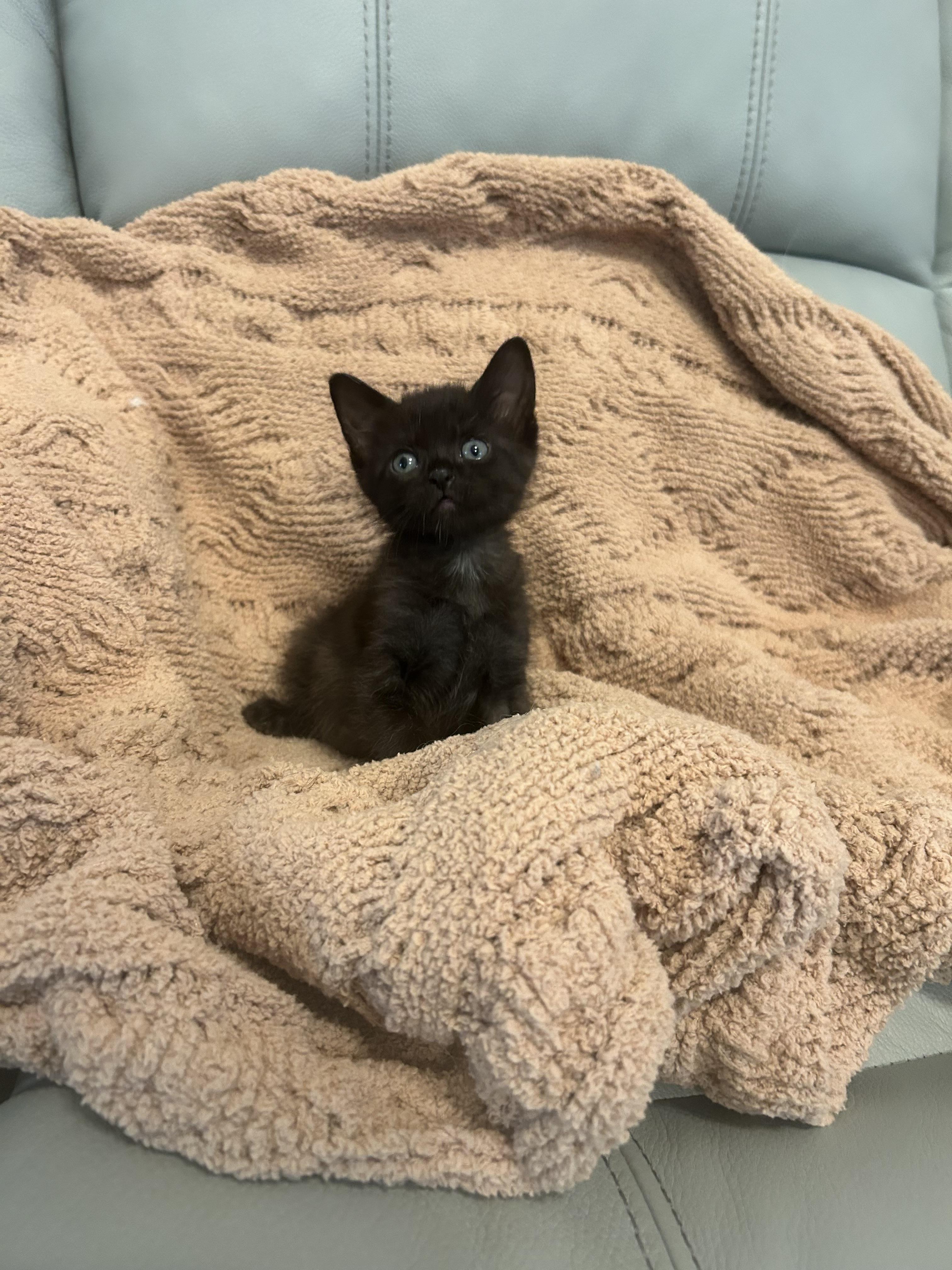 Ozzy, Adoptable, Kitten Male Domestic Short Hair.