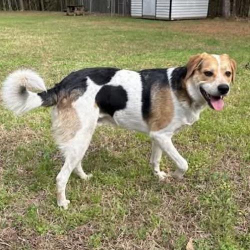 Otis, Adoptable, Young Male Hound & Mixed Breed.