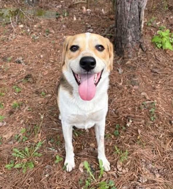 Enlarge Otis, a Adoptable mixed breed in Washington DC, DC image 3/3