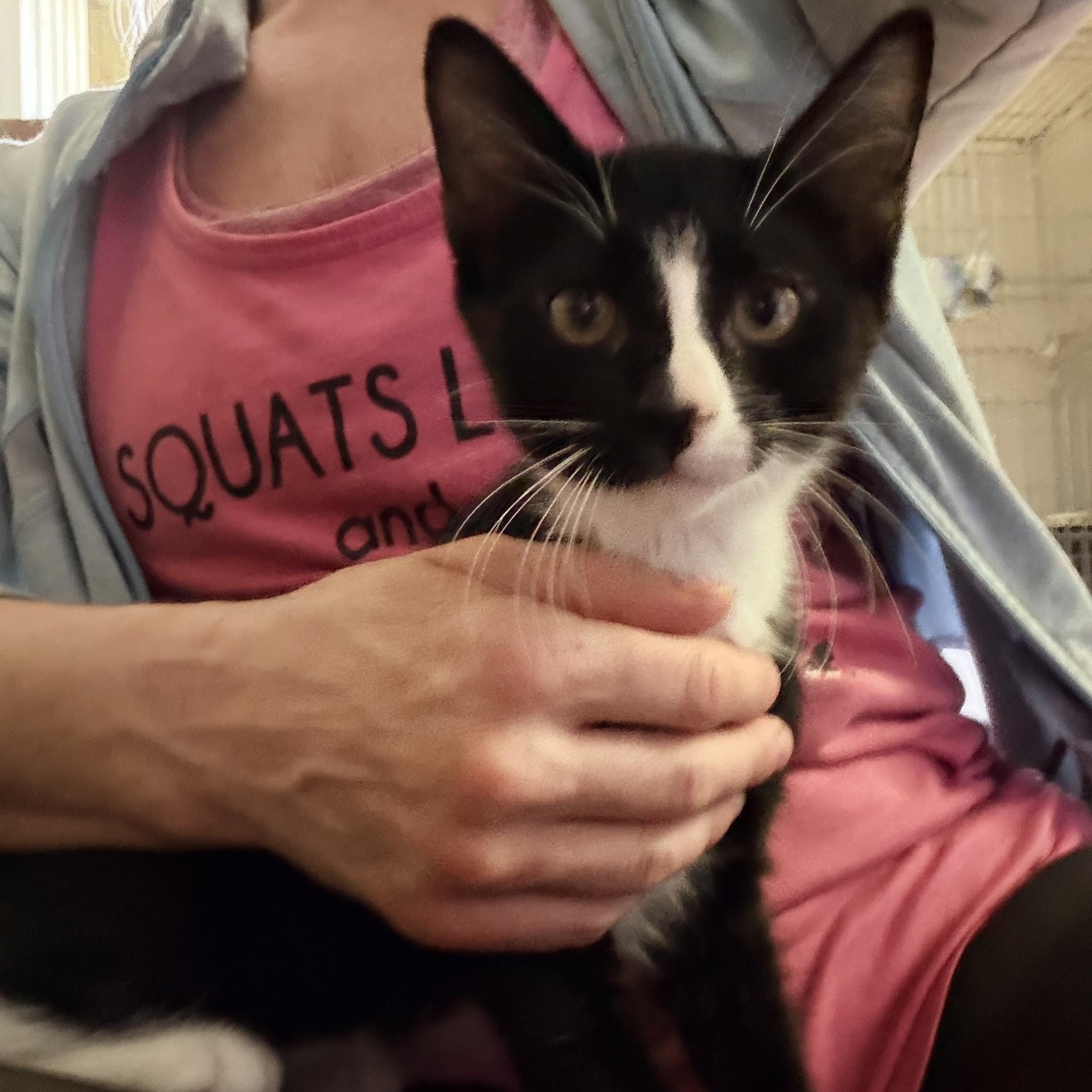 Penguin, ADOPTABLE, Kitten Male Tuxedo.
