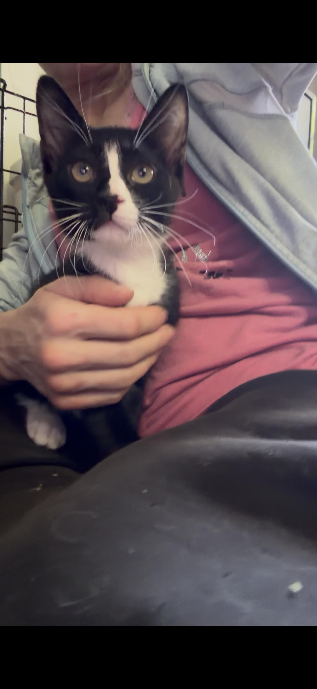 Enlarge Penguin, a ADOPTABLE Tuxedo in Newark valley, NY image 4/5