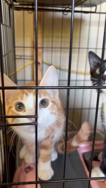Enlarge Penguin, a ADOPTABLE Tuxedo in Newark valley, NY video 3/5