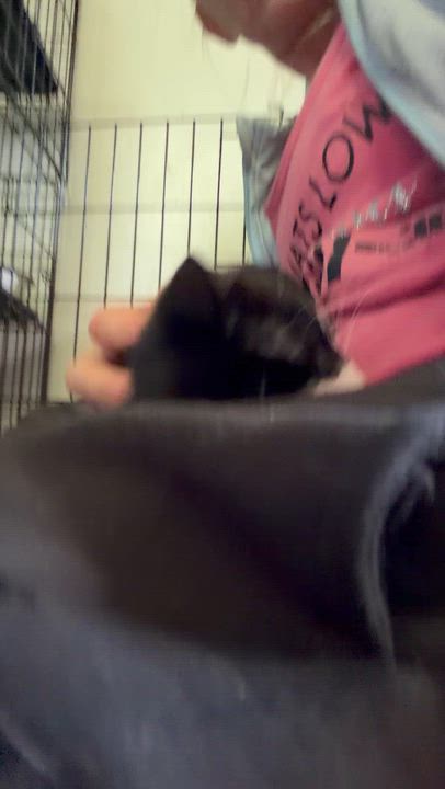 Enlarge Penguin, a ADOPTABLE Tuxedo in Newark valley, NY video 2/5