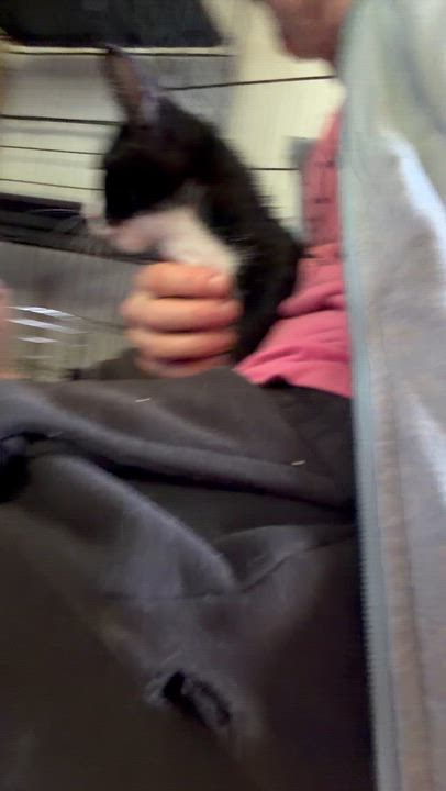 Enlarge Penguin, a ADOPTABLE Tuxedo in Newark valley, NY video 5/5