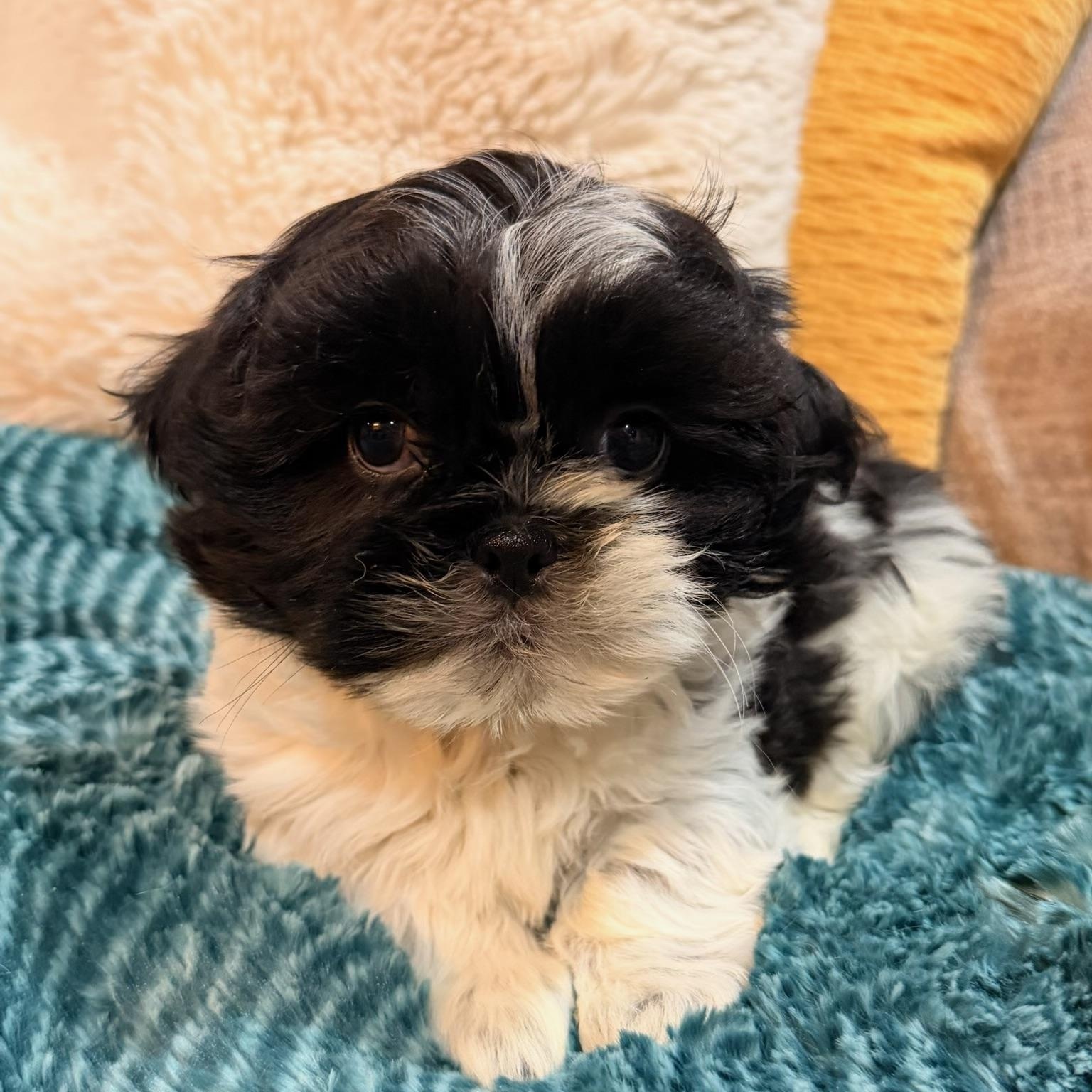 Lenard , ADOPTABLE, Puppy Male Shih poo.