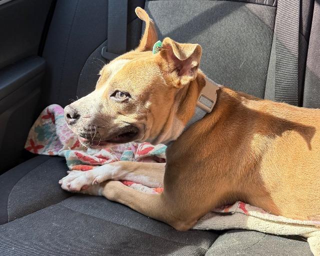 Dawn, Adoptable, Young Female Pit Bull Terrier.