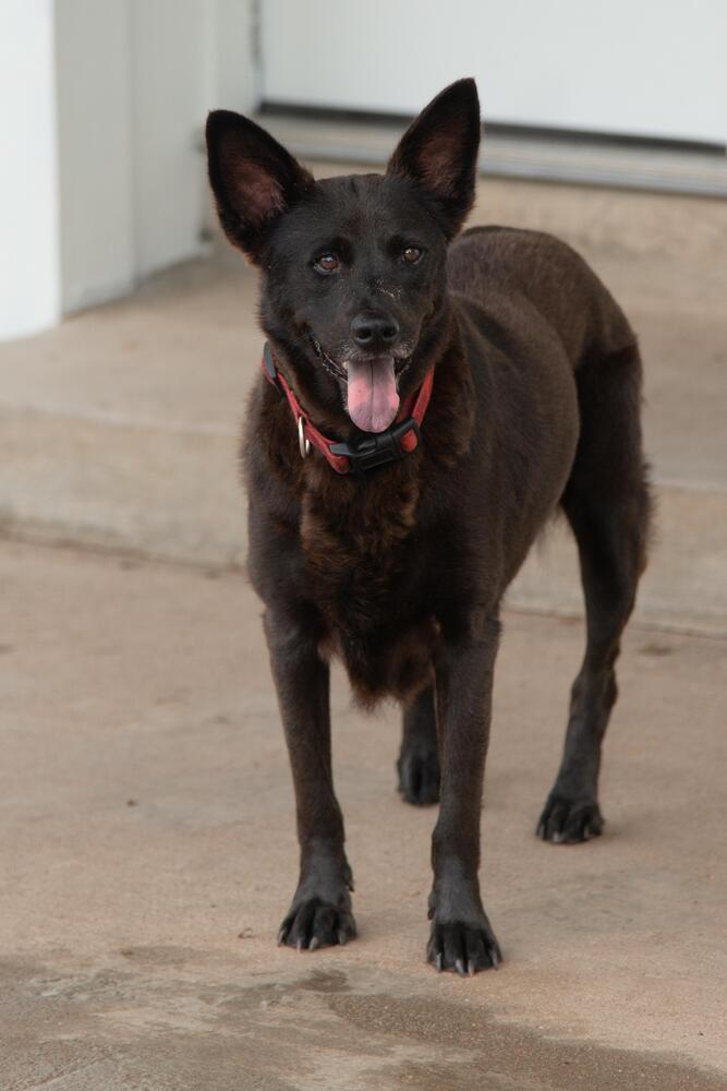 Bluebell, Adoptable, Adult Female Australian Kelpie.