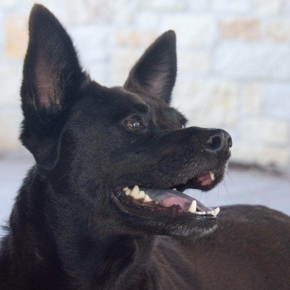 Bluebell, a Adoptable mixed breed in Richmond, TX image 2/5