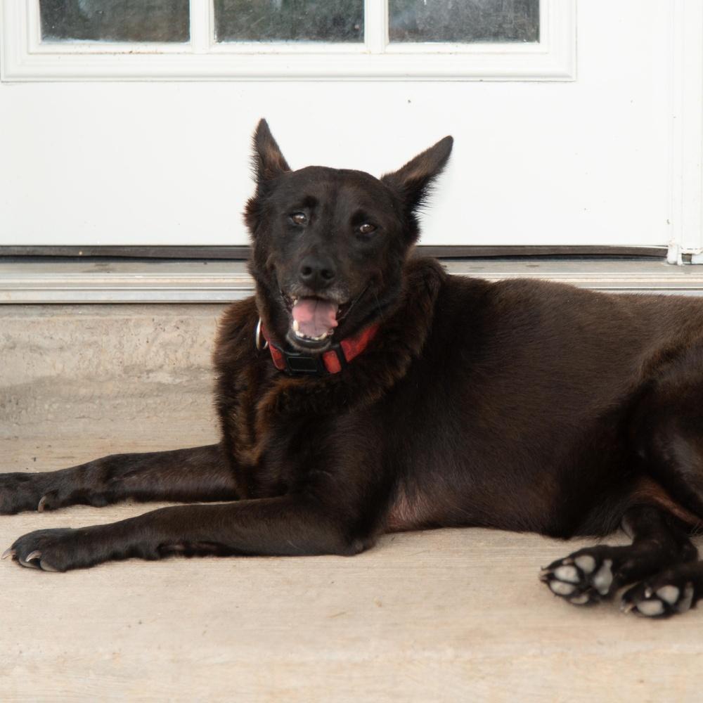 Bluebell, a Adoptable mixed breed in Richmond, TX image 3/5