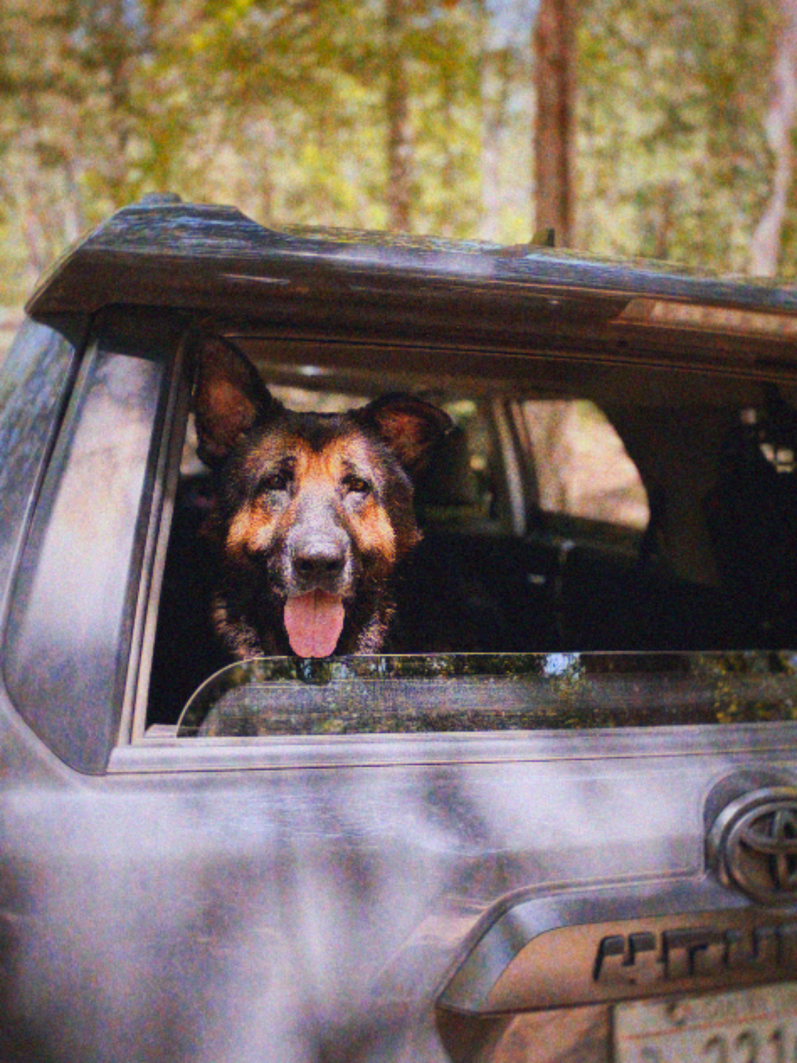 Enlarge Cheif, a Adoptable German Shepherd Dog in Cornelius, NC image 3/6