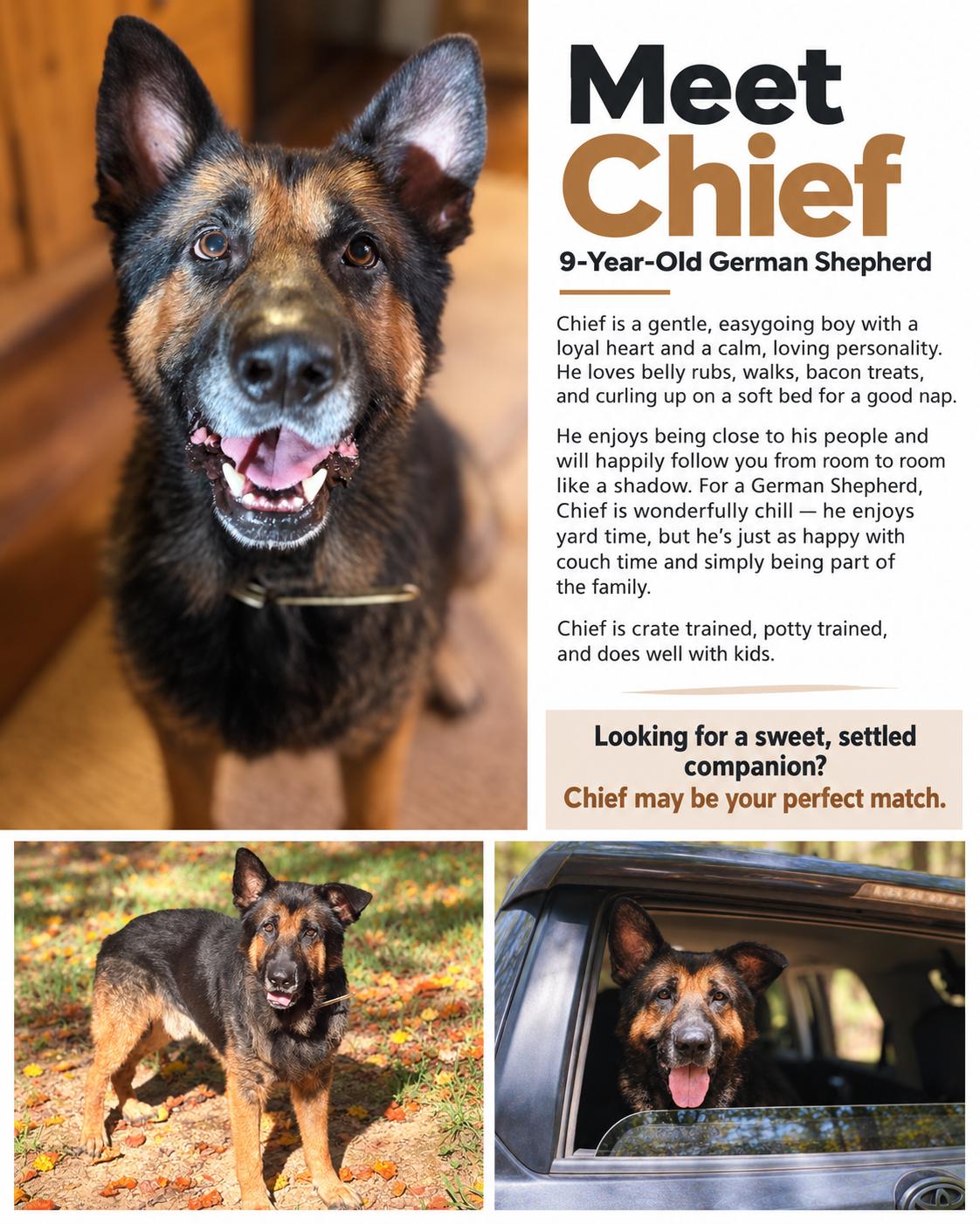 Enlarge Cheif, a Adoptable German Shepherd Dog in Cornelius, NC image 6/6