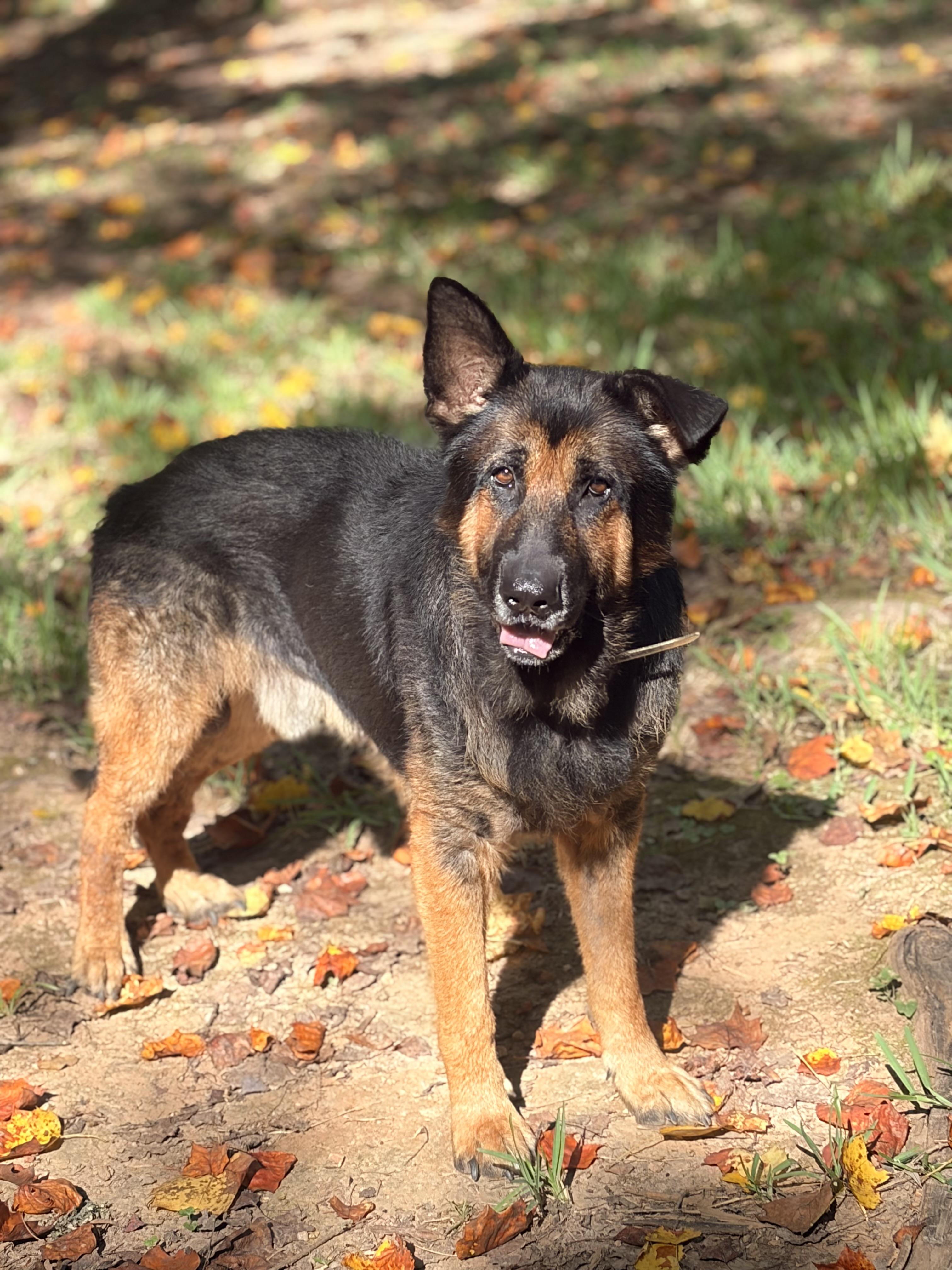Enlarge Cheif, a Adoptable German Shepherd Dog in Cornelius, NC image 2/6