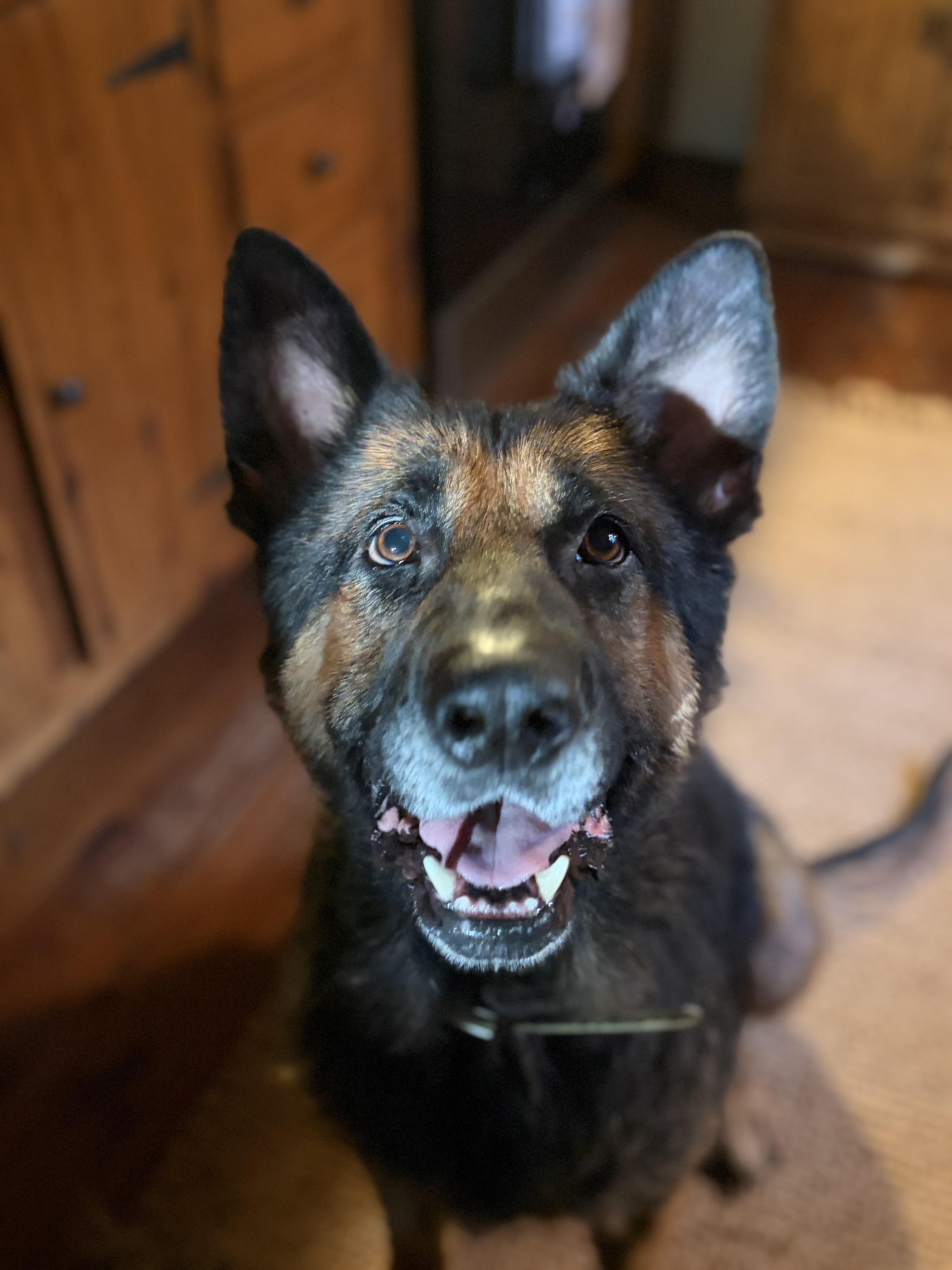 Cheif, Adoptable, Senior Male German Shepherd Dog.