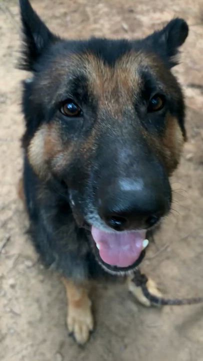 Enlarge Cheif, a Adoptable German Shepherd Dog in Cornelius, NC video 5/6