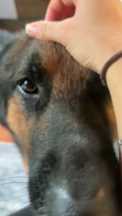 Enlarge Cheif, a Adoptable German Shepherd Dog in Cornelius, NC video 4/6