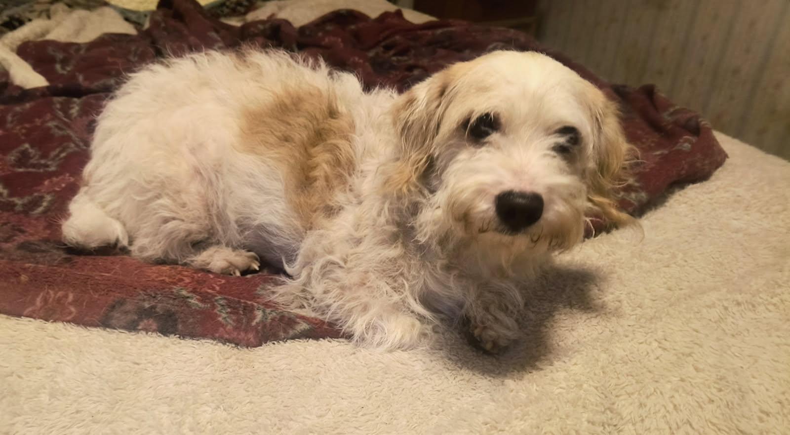 Toby, a Adoptable mixed breed in Chesapeake, VA image 6/6