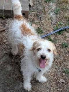 Toby, Adoptable, Young Male Wire Fox Terrier & Norfolk Terrier.