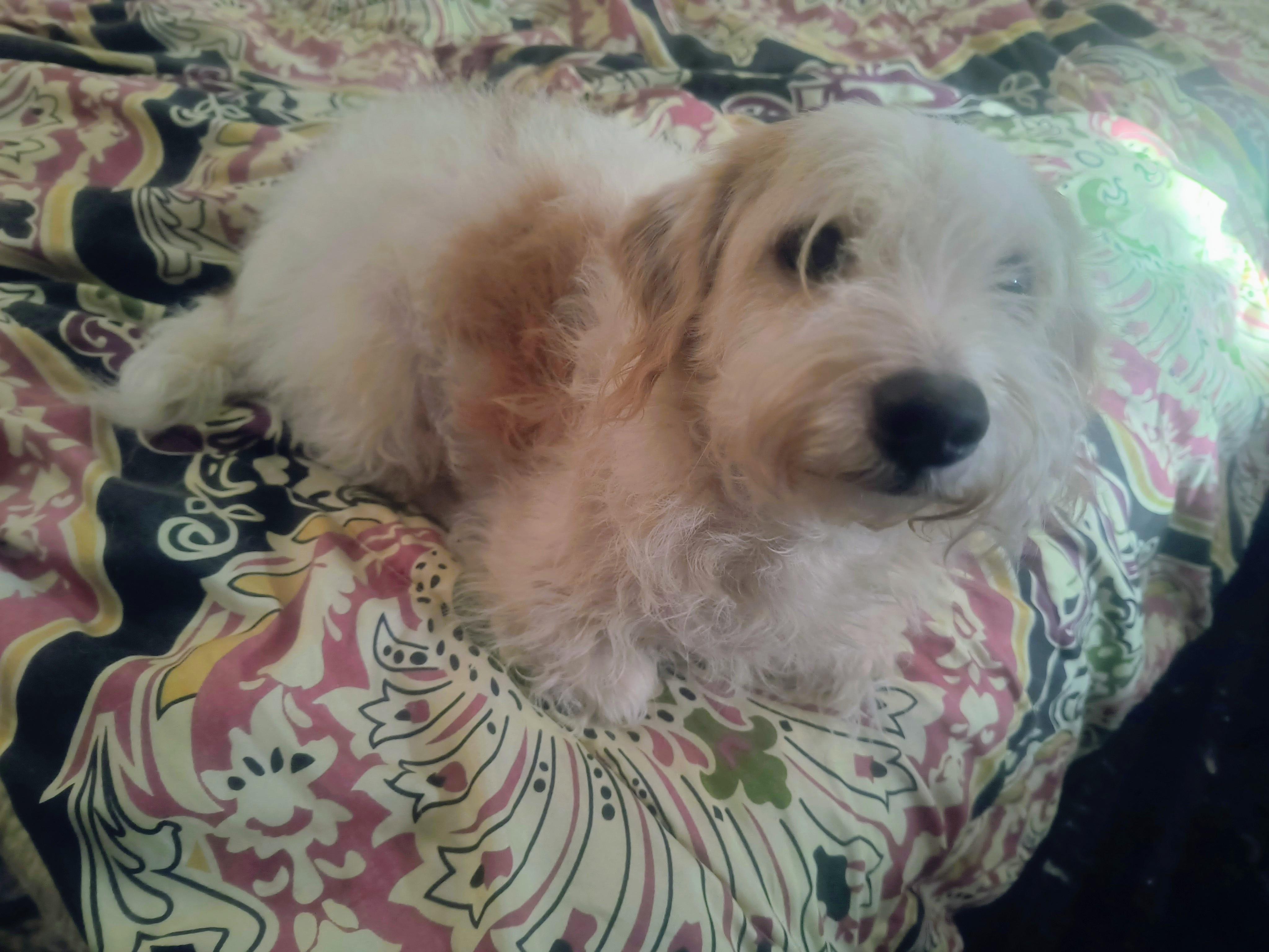 Toby, a Adoptable mixed breed in Chesapeake, VA image 4/6