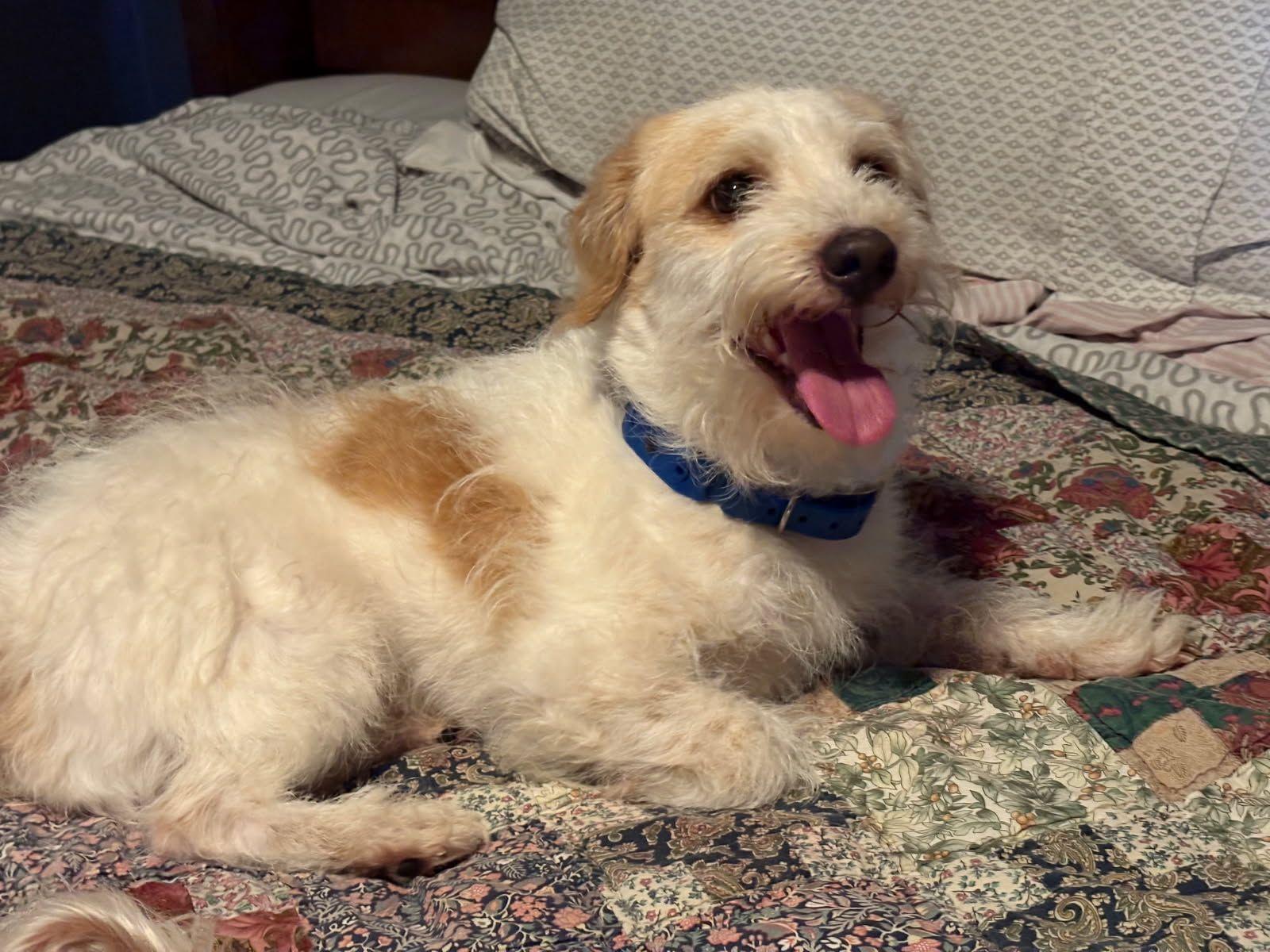 Enlarge Toby, a Adoptable mixed breed in Chesapeake, VA image 6/6