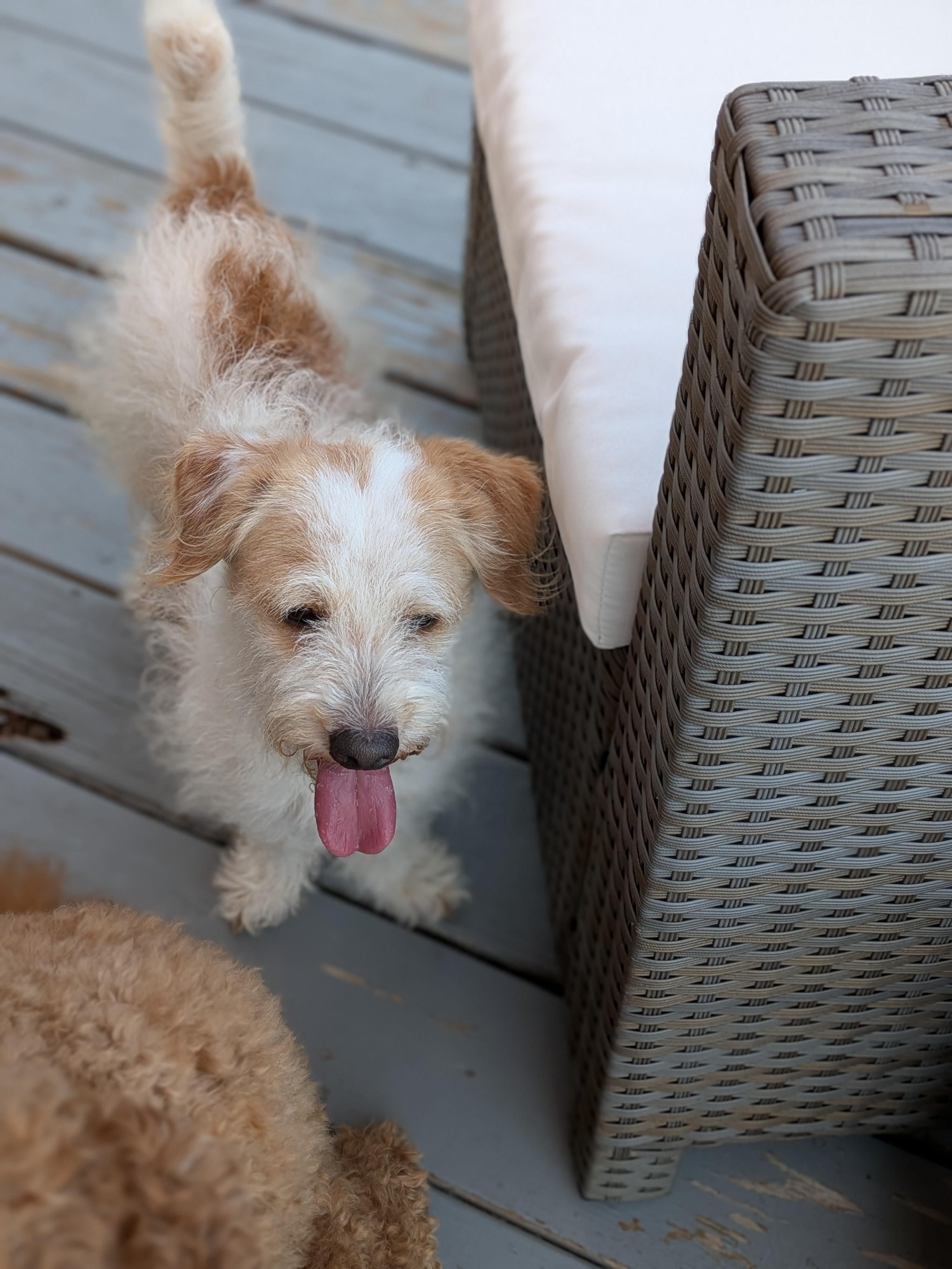 Enlarge Toby, a Adoptable mixed breed in Chesapeake, VA image 5/6