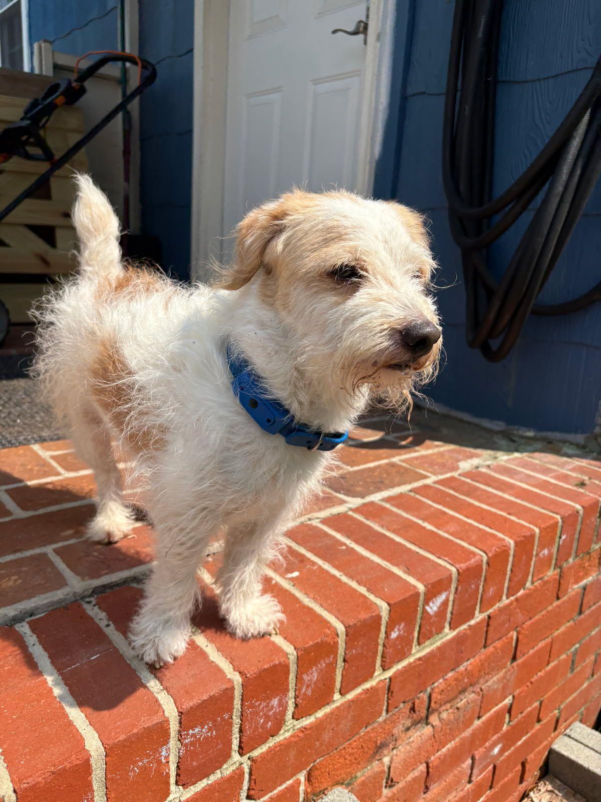 Enlarge Toby, a Adoptable mixed breed in Chesapeake, VA image 2/6