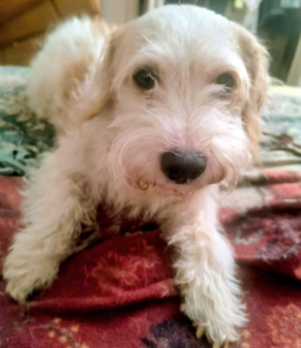 Toby, a Adoptable mixed breed in Chesapeake, VA image 5/6