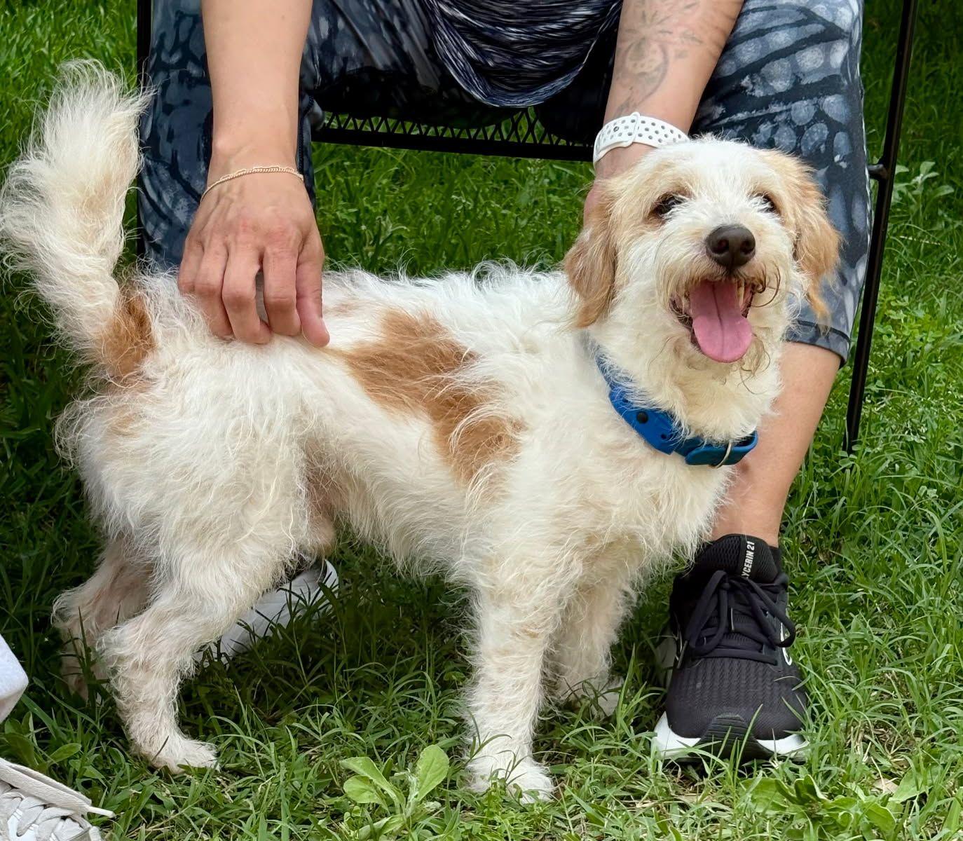 Enlarge Toby, a Adoptable mixed breed in Chesapeake, VA image 3/6
