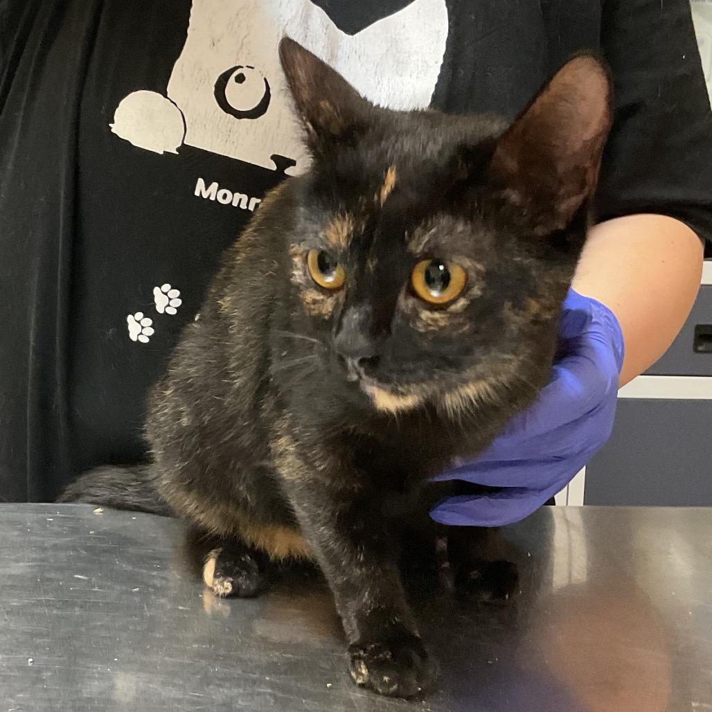 Enlarge Daisy, a Adoptable Domestic Short Hair in Monroe, LA image 1/1