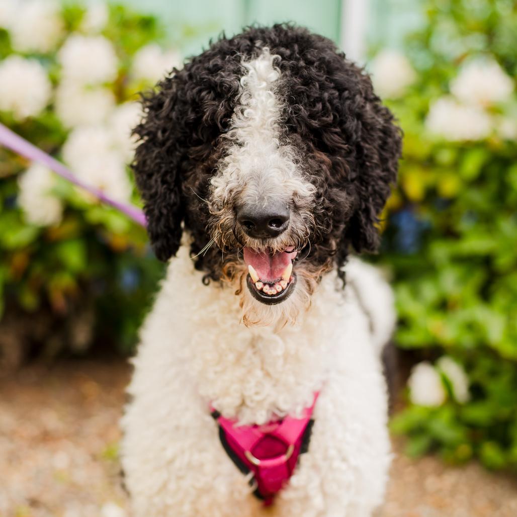 Enlarge Luna, a Adoptable Standard Poodle in Warwick, RI image 1/1