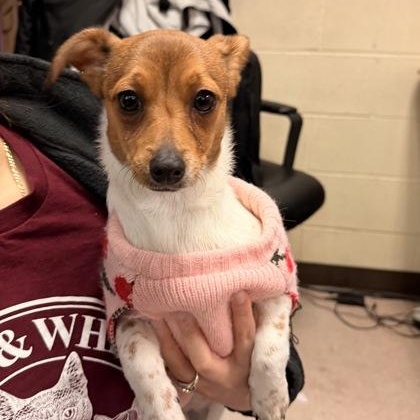 Cherry, an adopted mixed breed in Philadelphia, PA image 1/2