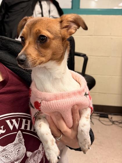 Cherry, an adopted mixed breed in Philadelphia, PA image 2/2