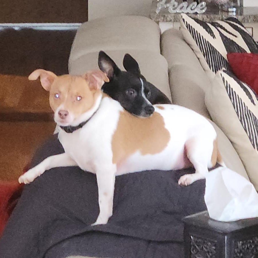 Chubbs and Mercedes Sibling Courtesy Listing
