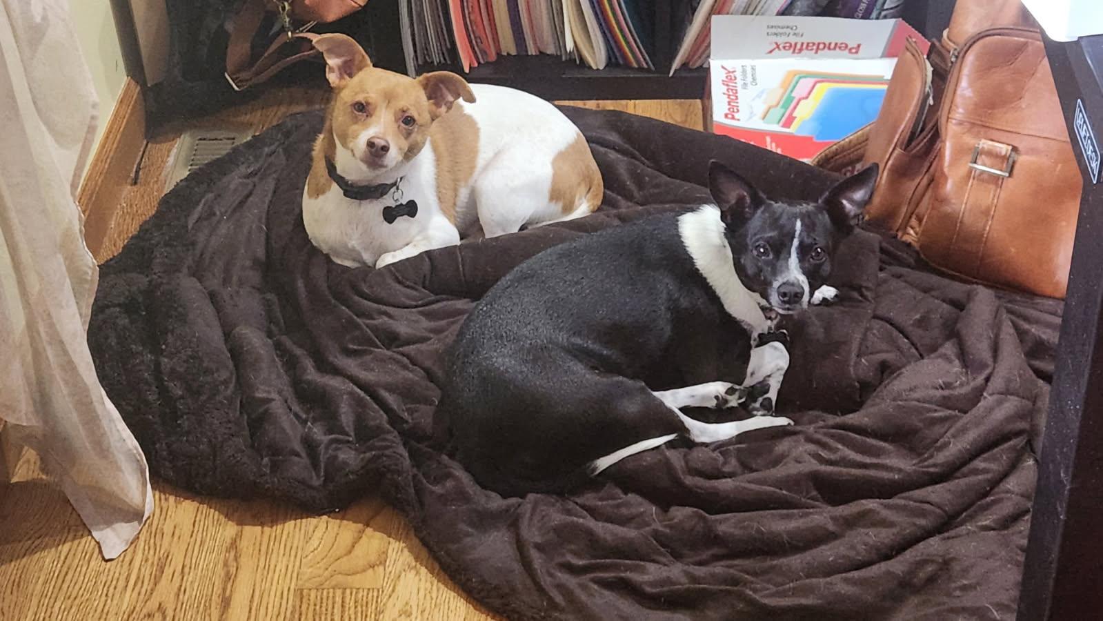 Chubbs and Mercedes Sibling Courtesy Listing